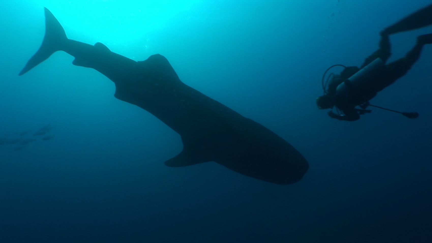 Walhaie im Meereskino