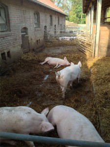 Glückliche Schweine in traditionellen Ställen