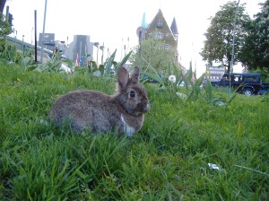 Mein guter Freund Hasi