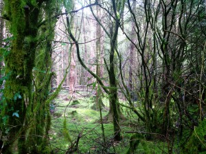 Verloren im Kylebrack Forest