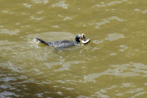 Urbane Natur direkt vor der Tür – ein Kormoran angelt sich im Brooksfleet einen Aal  (Foto: TH)