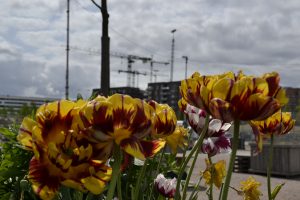  Tulpen sind die beliebtesten Gartenpflanzen (Foto: CF)